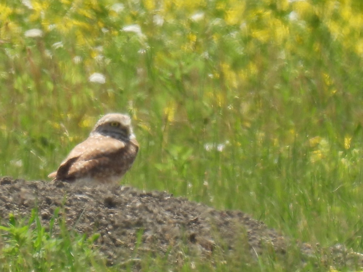 Burrowing Owl - ML620266795