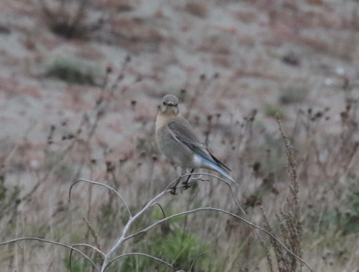 Mountain Bluebird - ML620266797