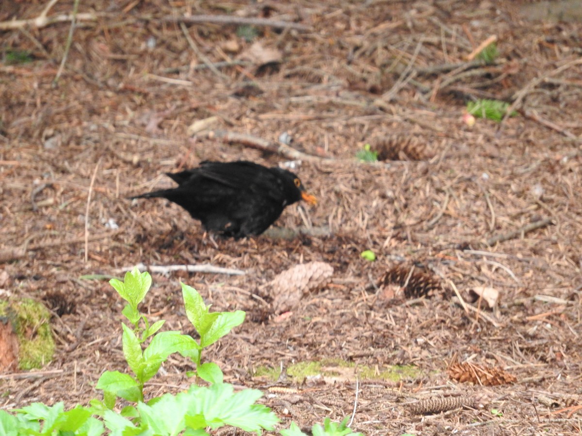 Eurasian Blackbird - Aaron Hulsey