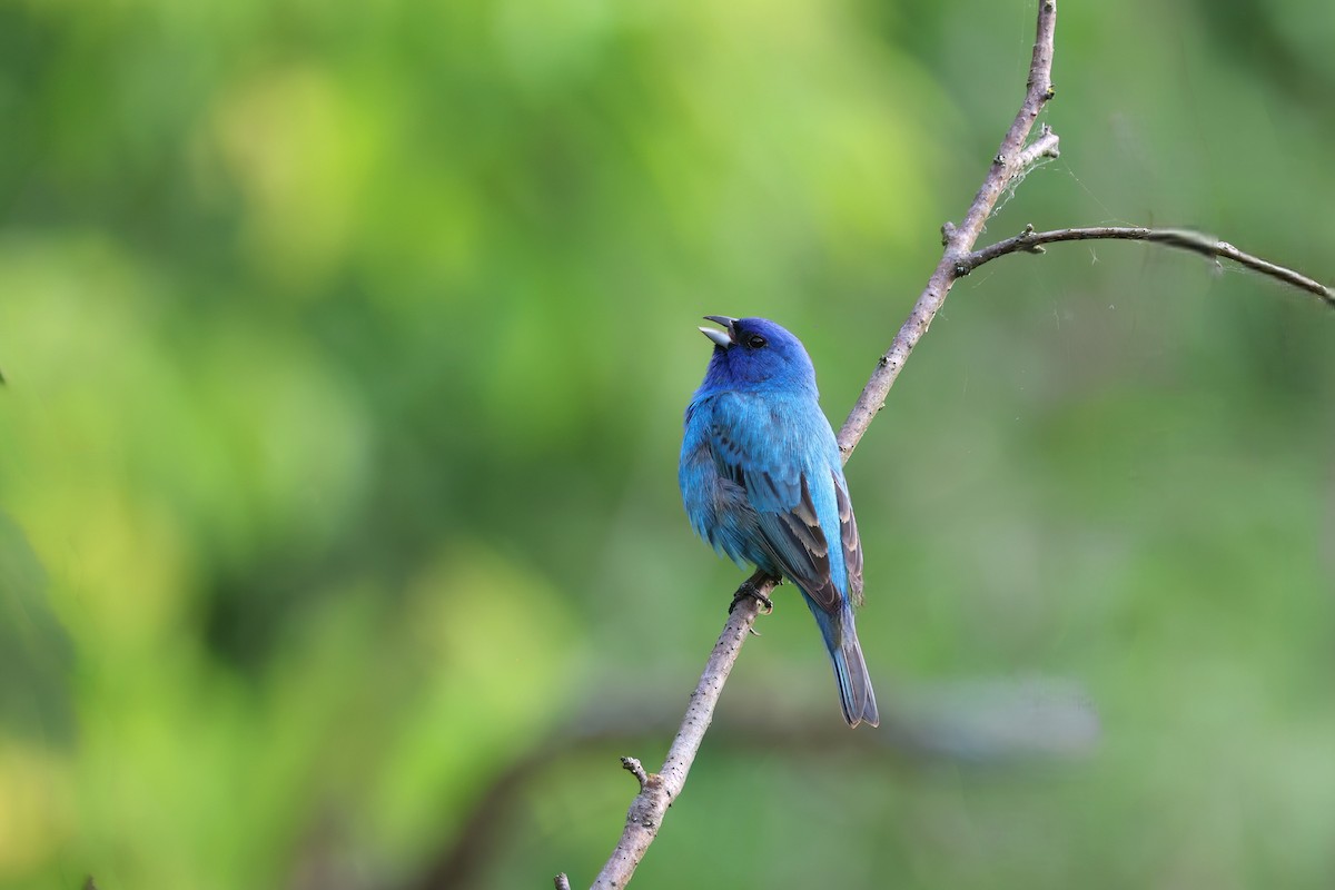 Indigo Bunting - ML620266805