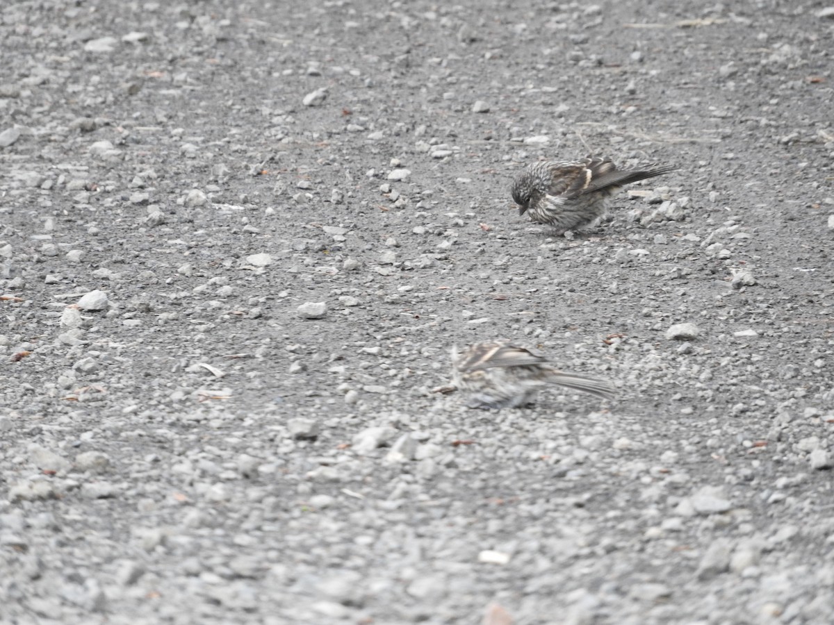 Common Redpoll (rostrata/islandica) - ML620266808