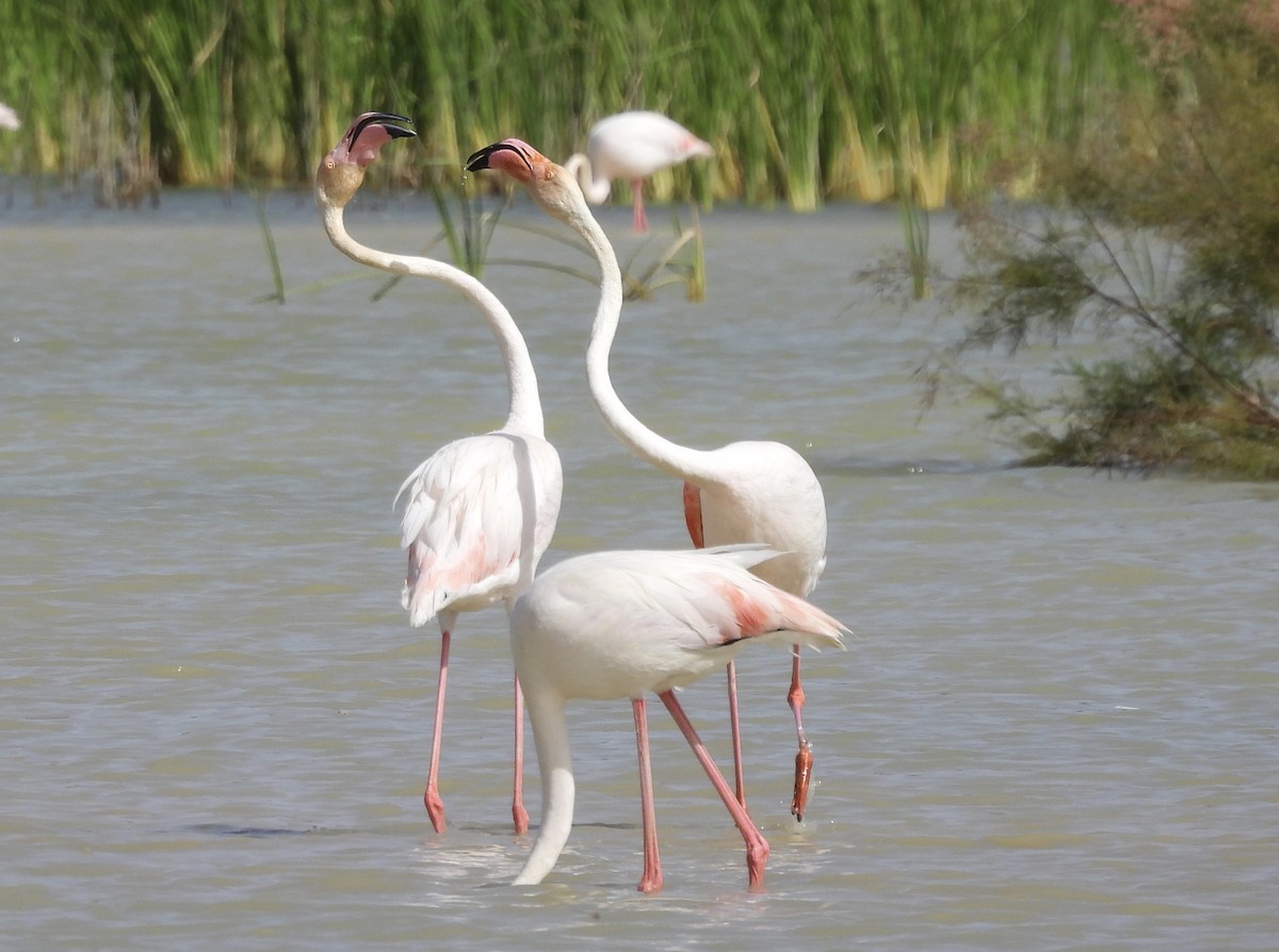 Greater Flamingo - ML620266809