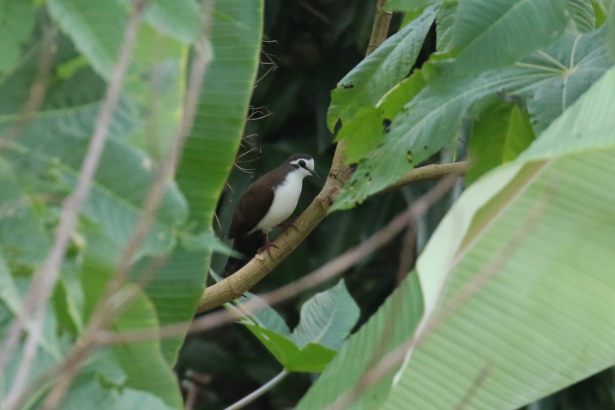 Palomita Tamborilera - ML620266820