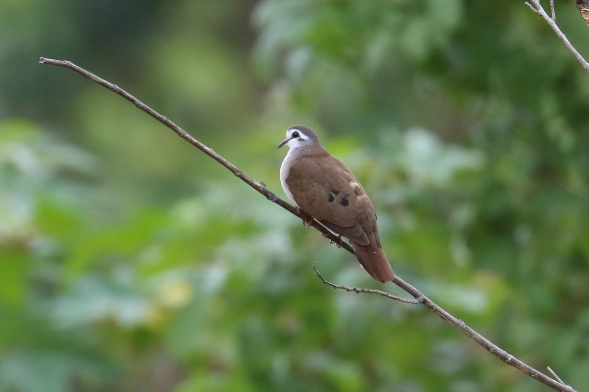 Tambourine Dove - ML620266821