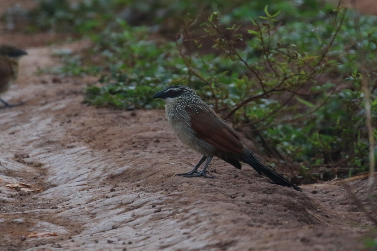 White-browed Coucal - ML620266827