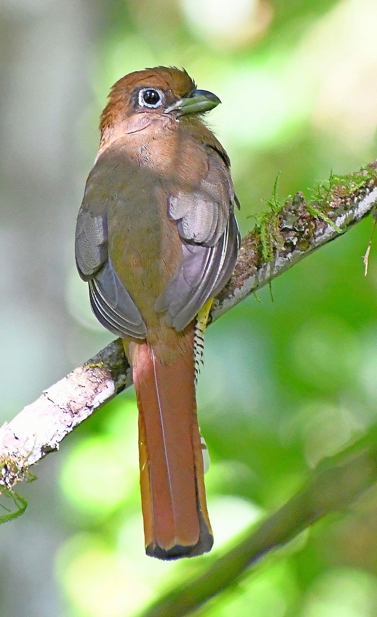 Northern Black-throated Trogon - ML620266828