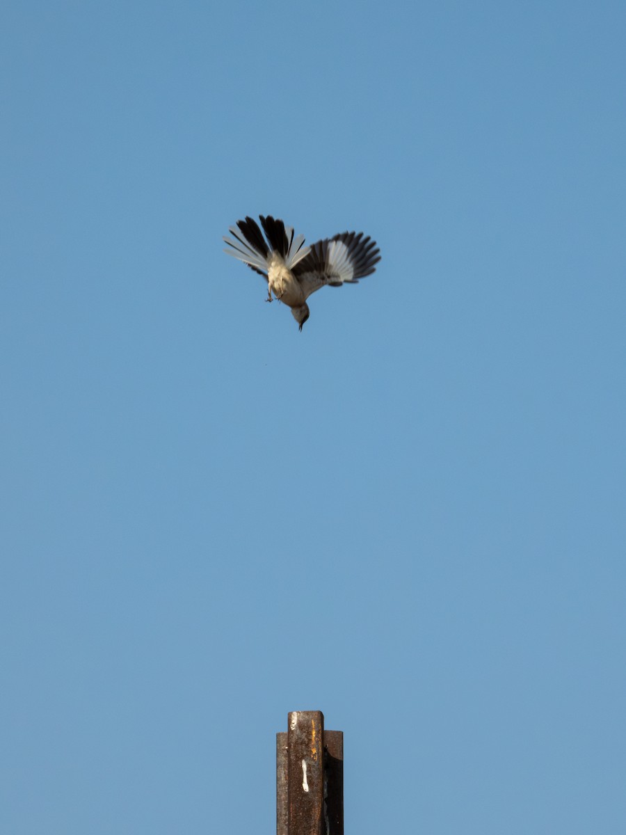 Northern Mockingbird - ML620266834