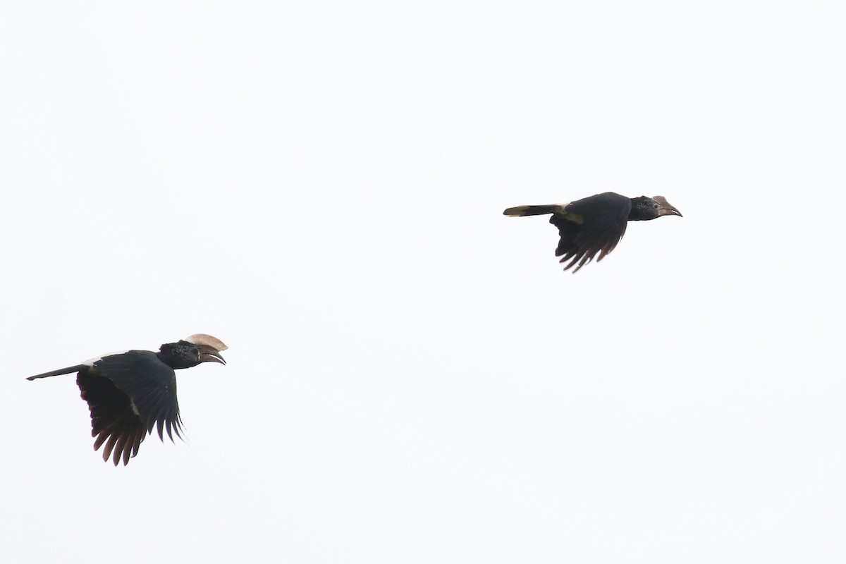 Silvery-cheeked Hornbill - Fikret Ataşalan