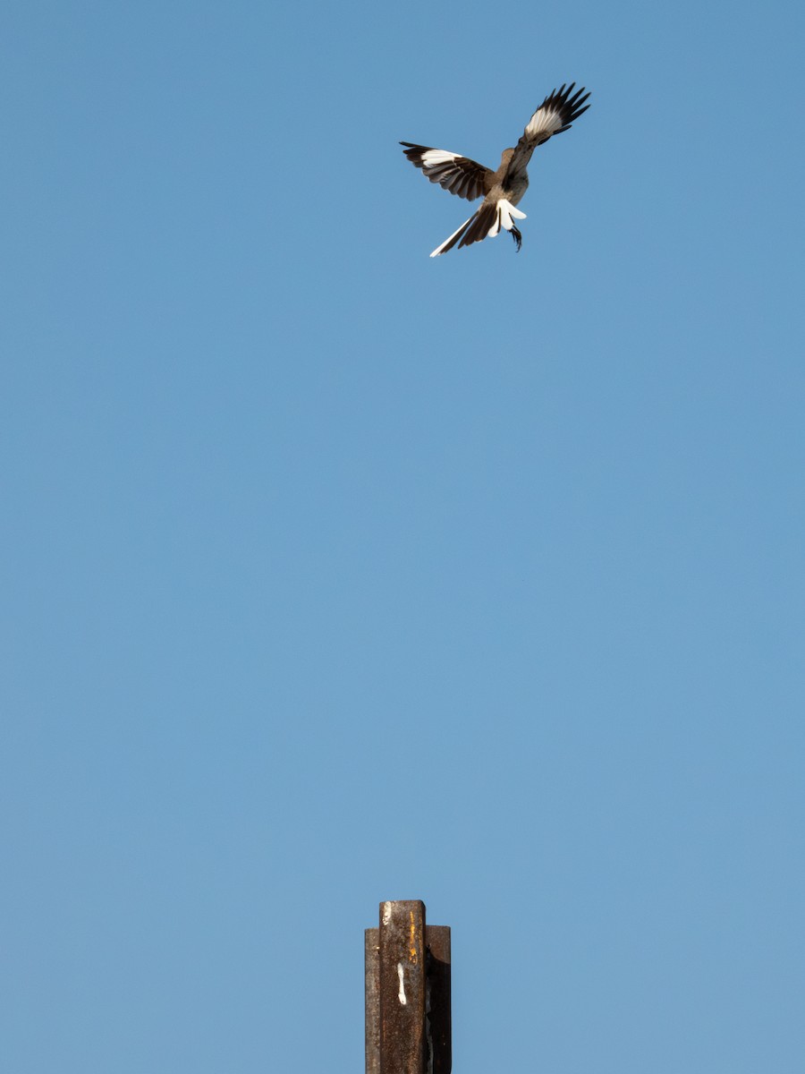 Northern Mockingbird - ML620266838