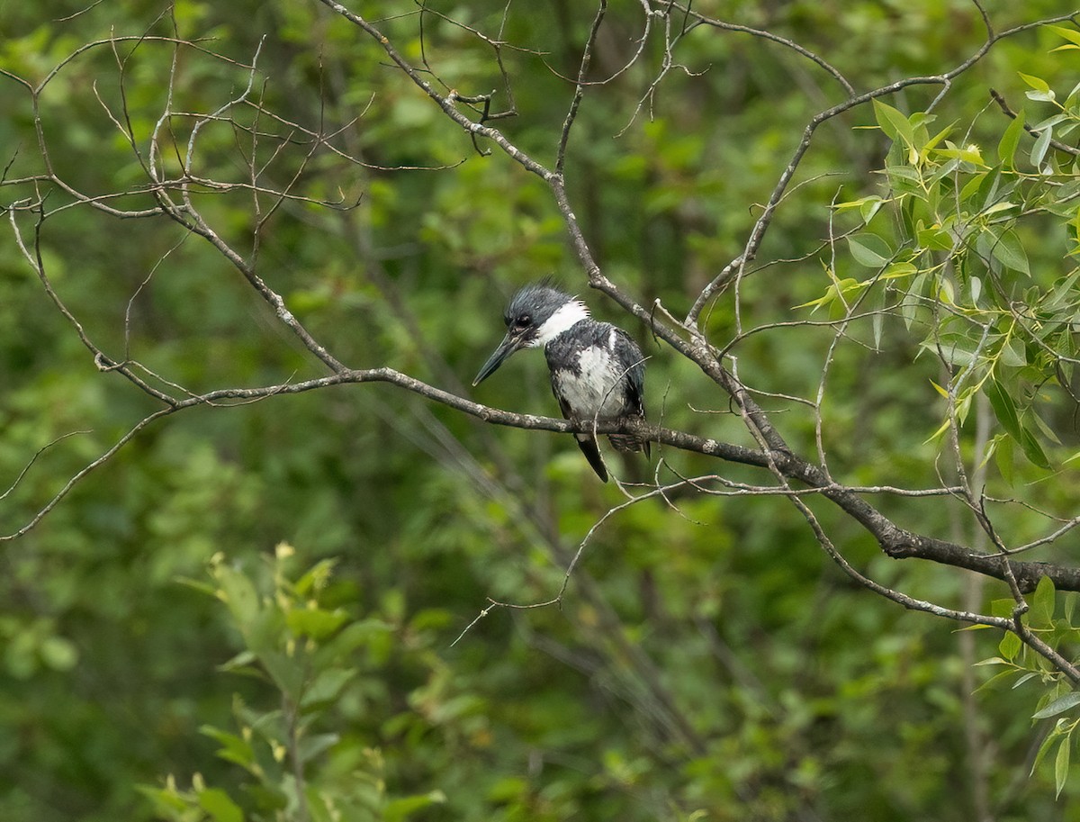 Belted Kingfisher - ML620266840