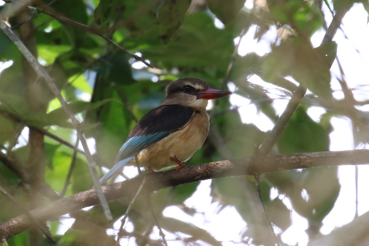 Brown-hooded Kingfisher - ML620266843