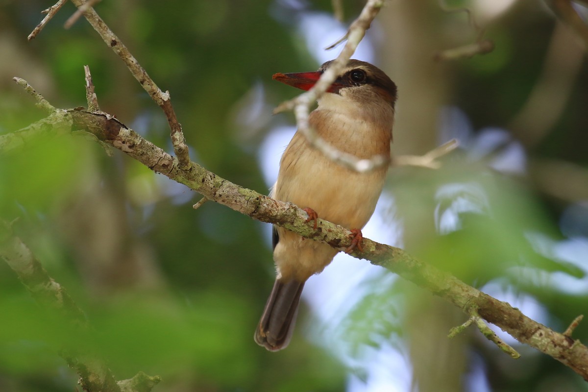 Brown-hooded Kingfisher - ML620266844