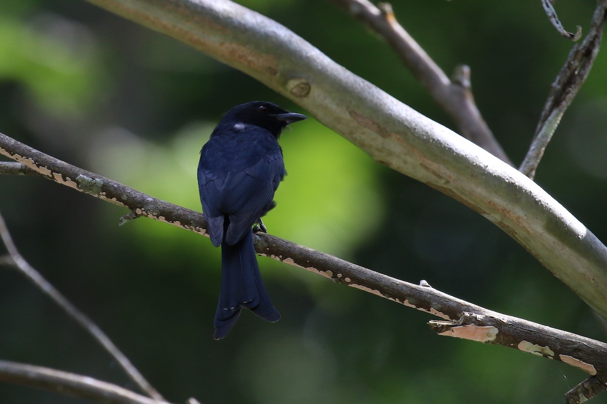 Square-tailed Drongo - ML620266851