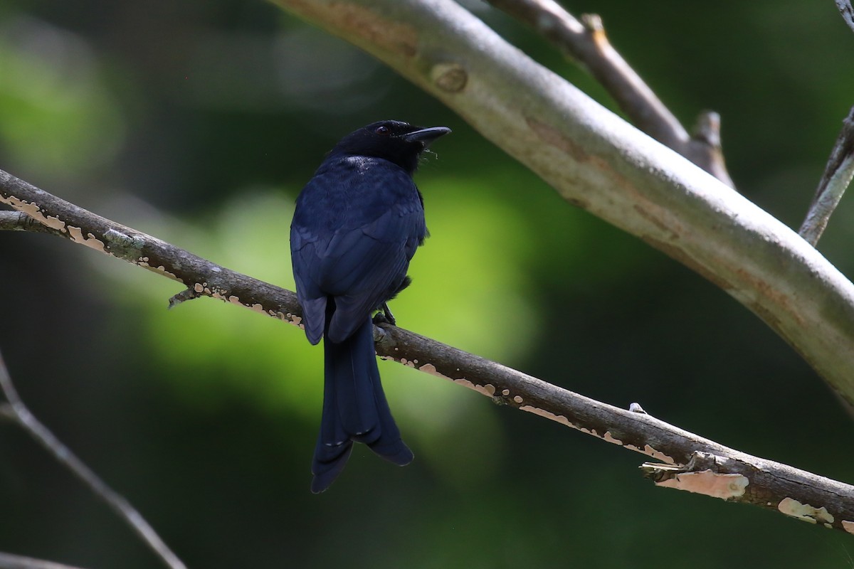 Geradschwanzdrongo - ML620266853