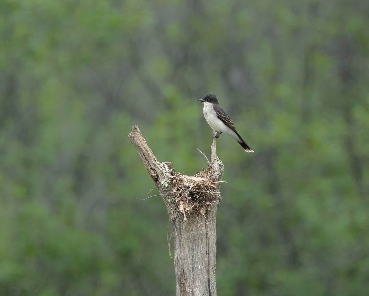 Eastern Kingbird - ML620266854