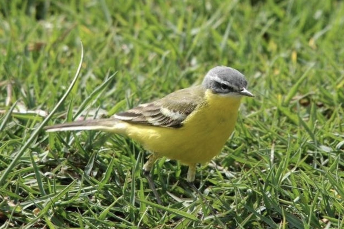 Western Yellow Wagtail - ML620266855