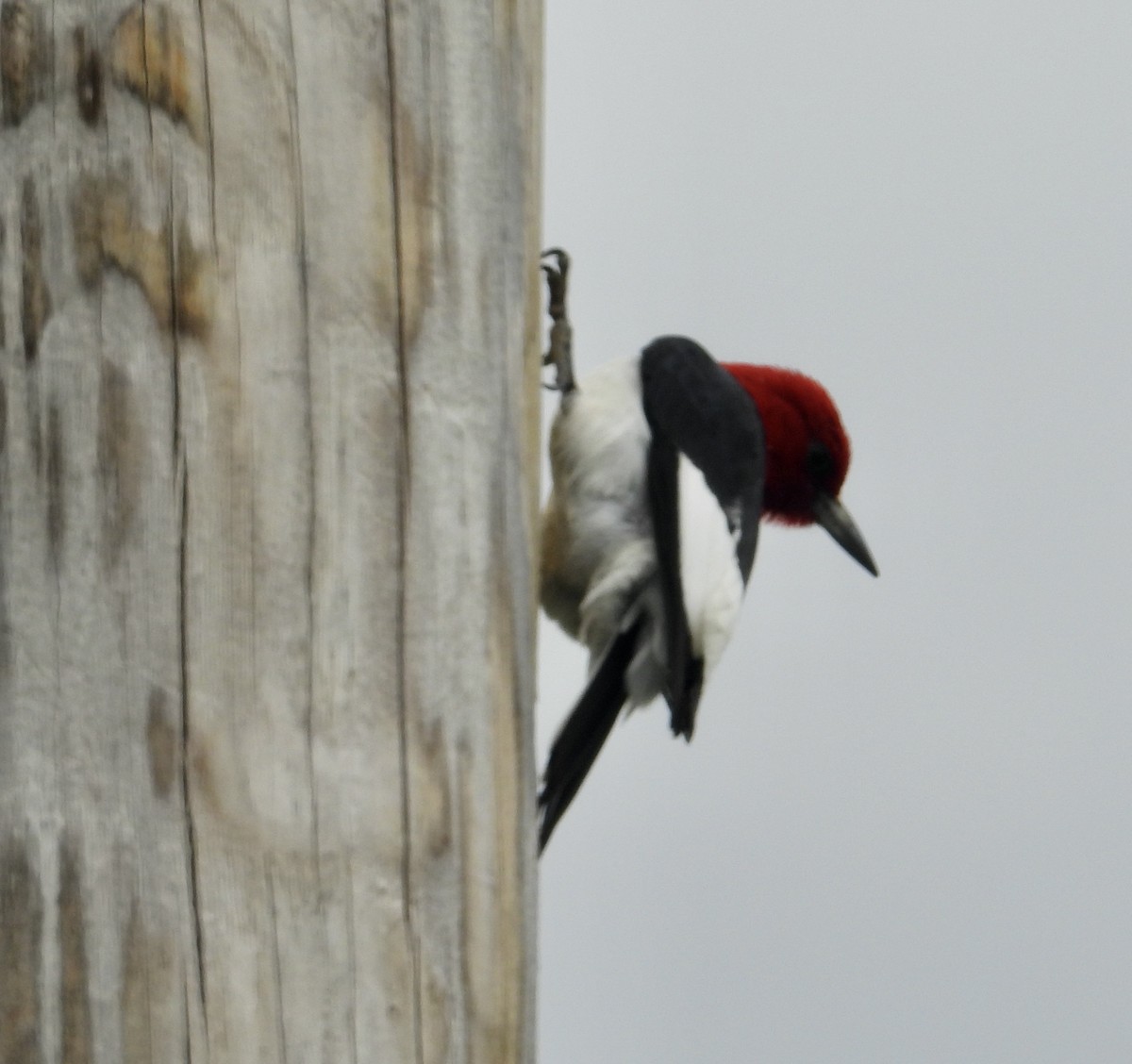 Red-headed Woodpecker - ML620266857