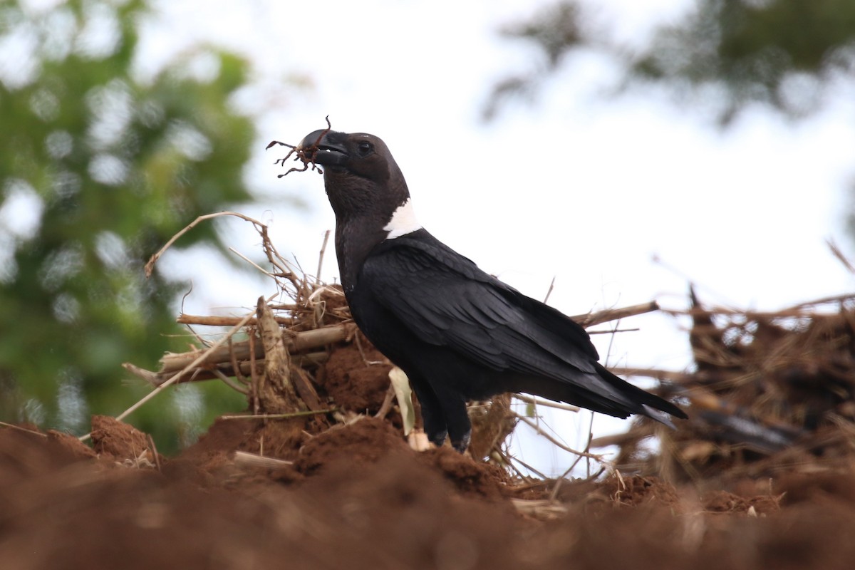 White-necked Raven - ML620266859