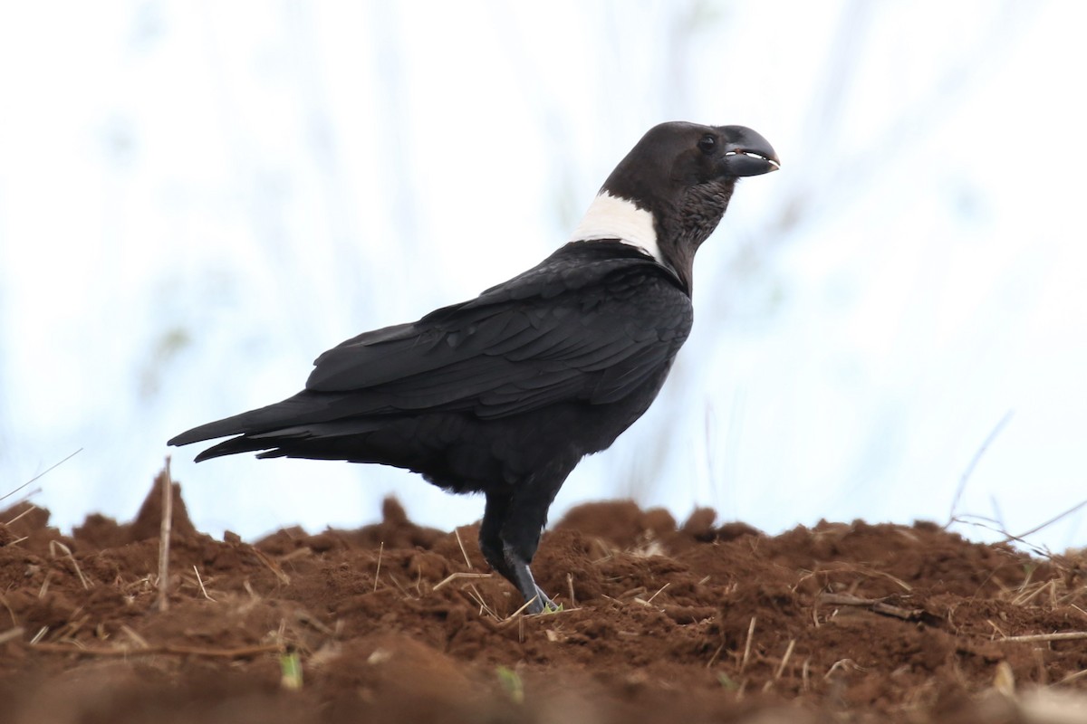 White-necked Raven - ML620266860