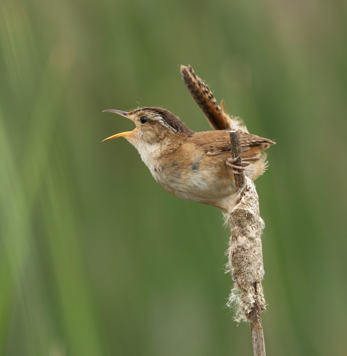 Marsh Wren - ML620266863