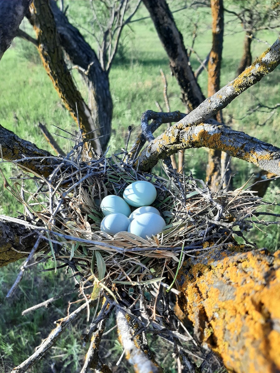 Yellow-billed Cuckoo - ML620266866