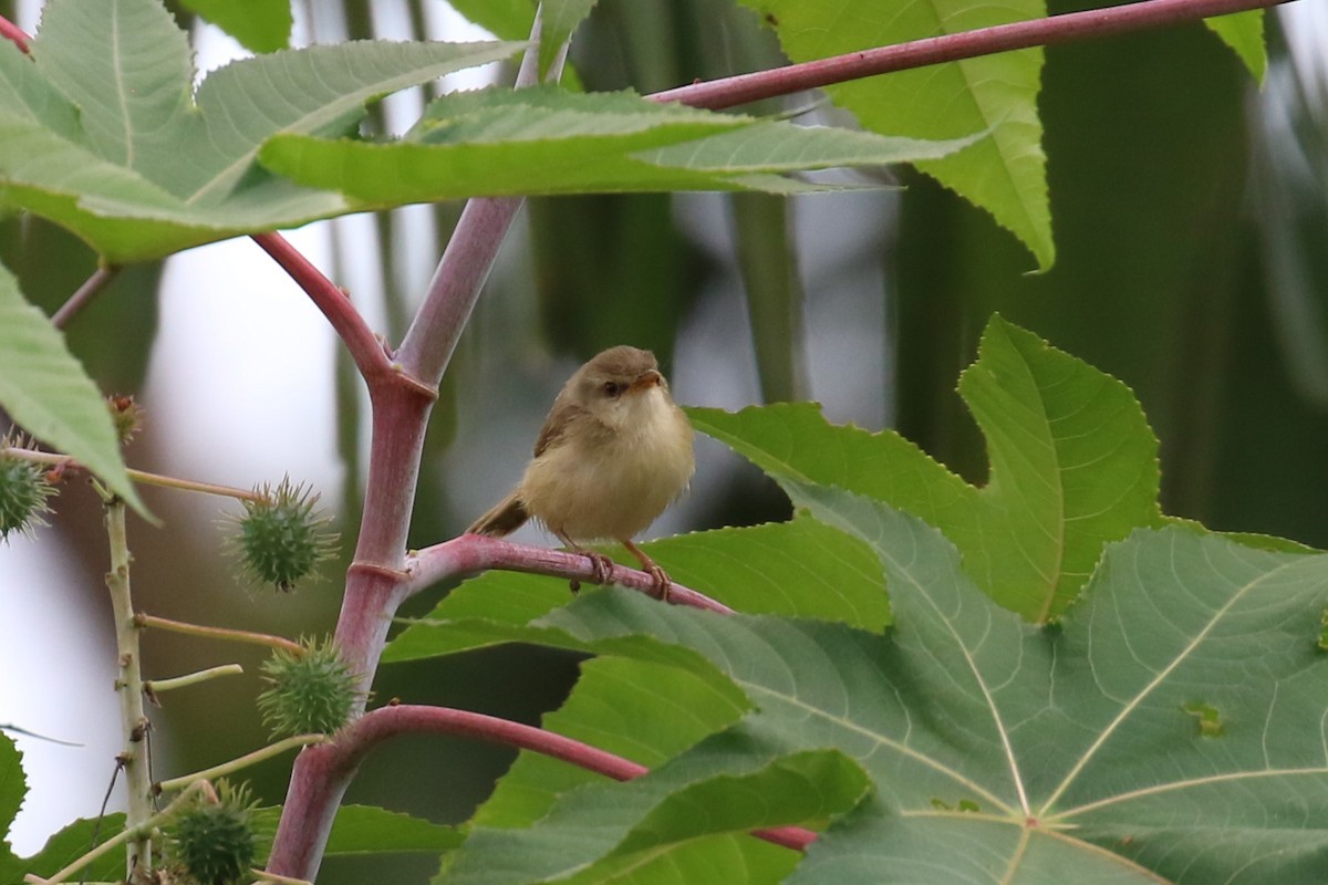 Tawny-flanked Prinia - ML620266871