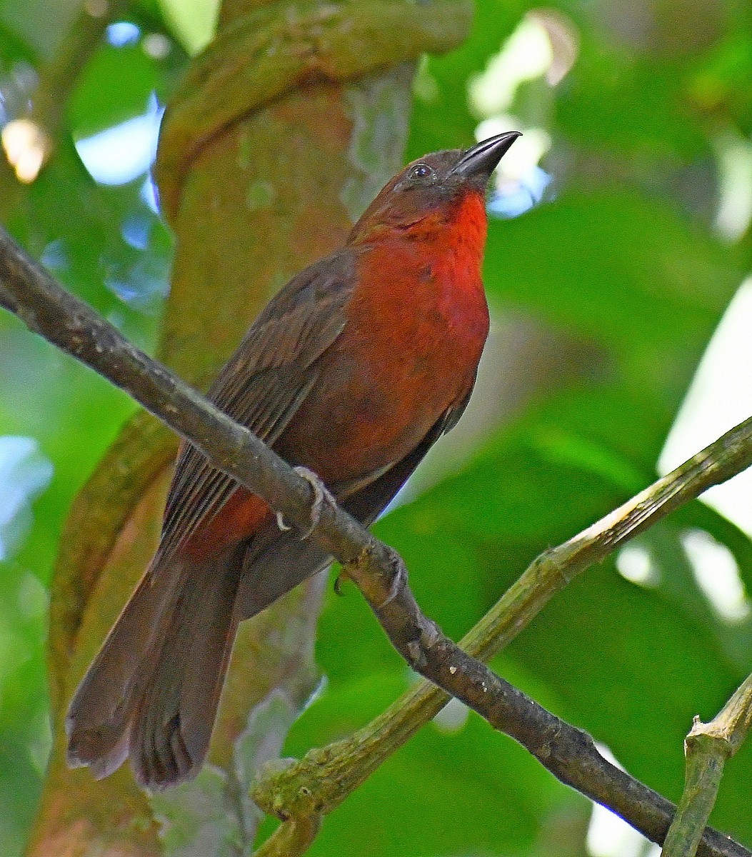 Red-throated Ant-Tanager - ML620266874