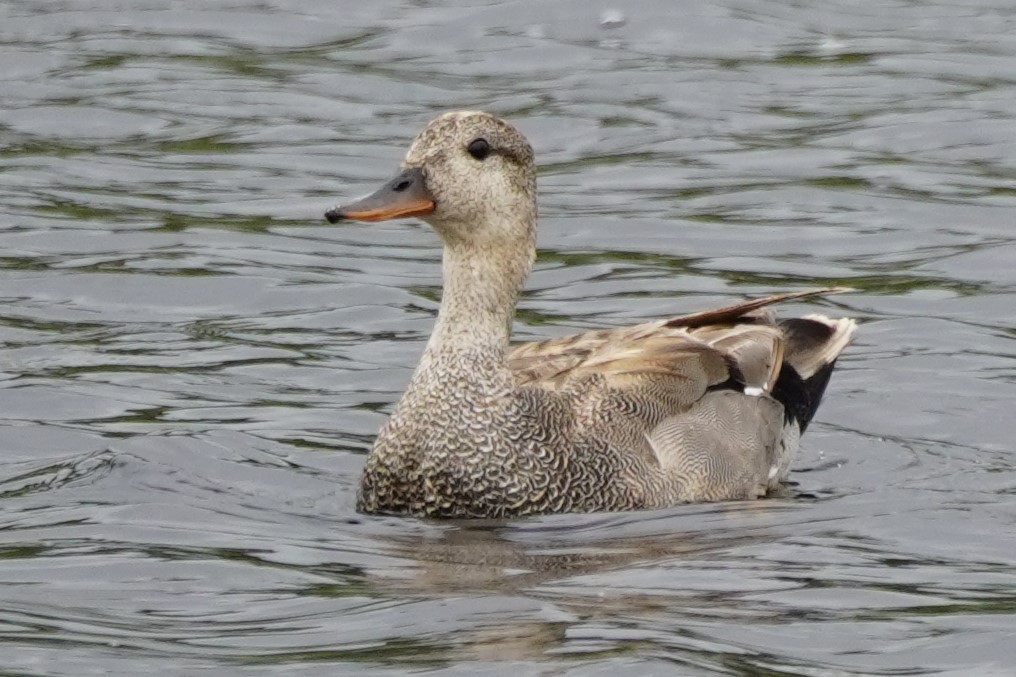 Gadwall - ML620266878