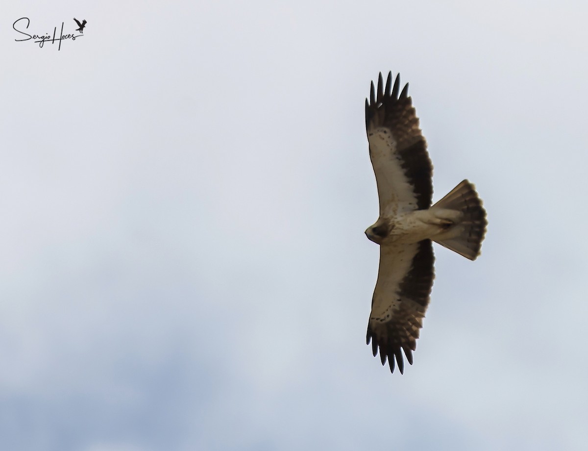 Booted Eagle - ML620266879