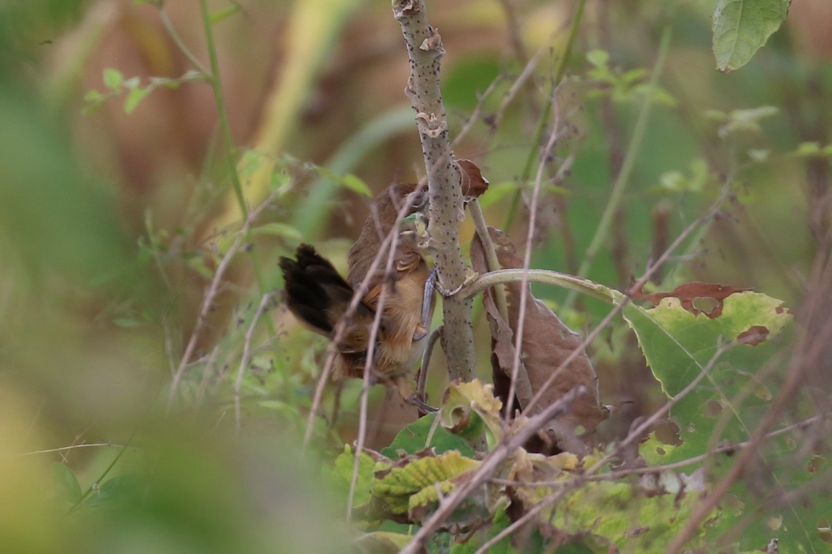 Bulbul Terrestre - ML620266880