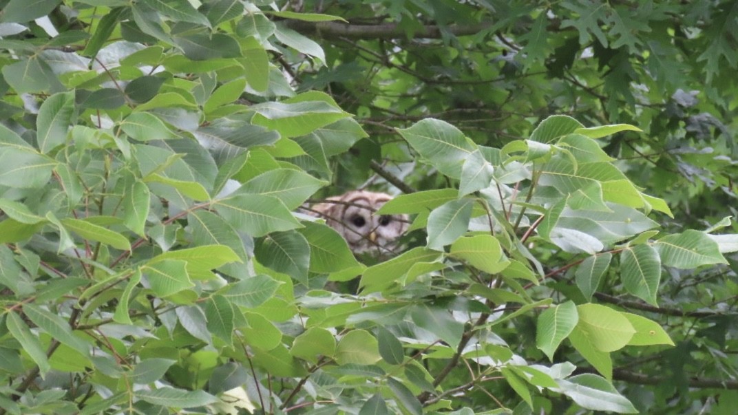 Barred Owl - ML620266882