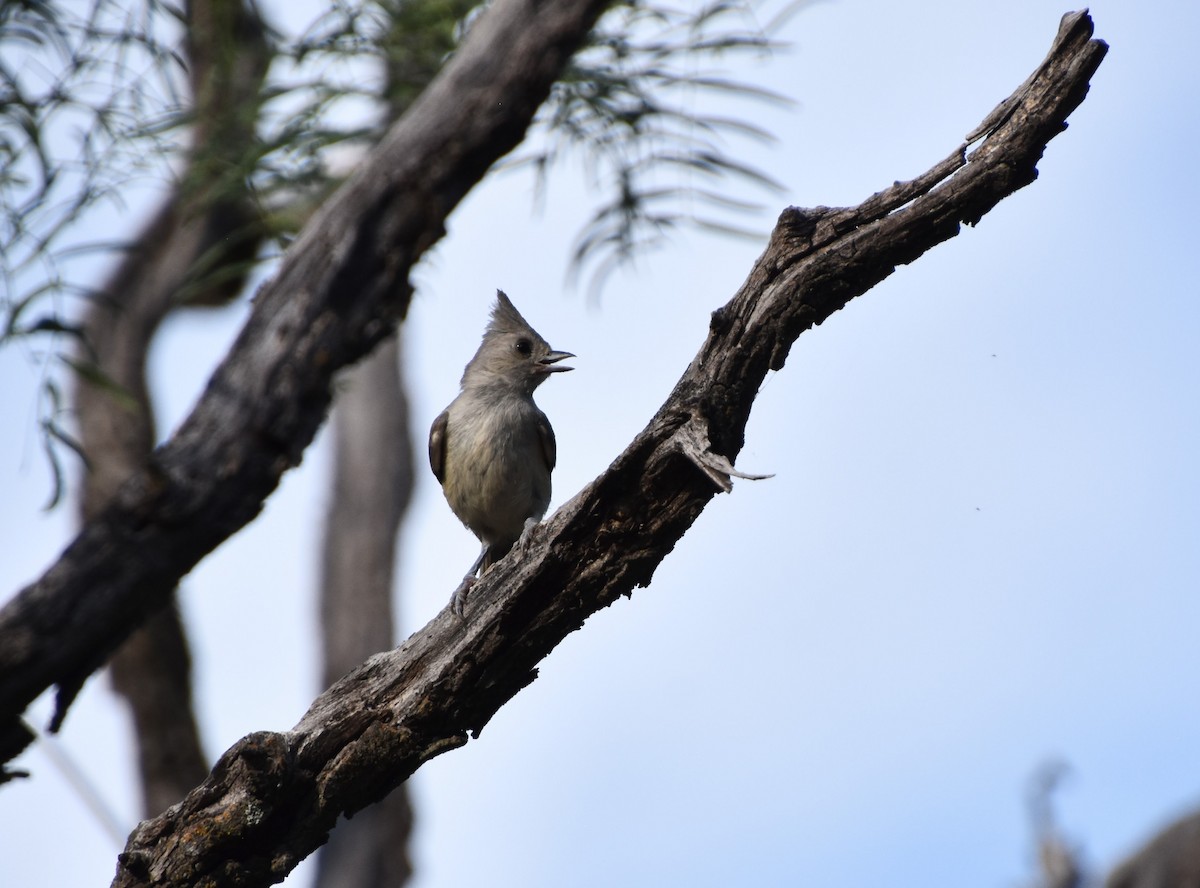 Black-crested Titmouse - ML620266888