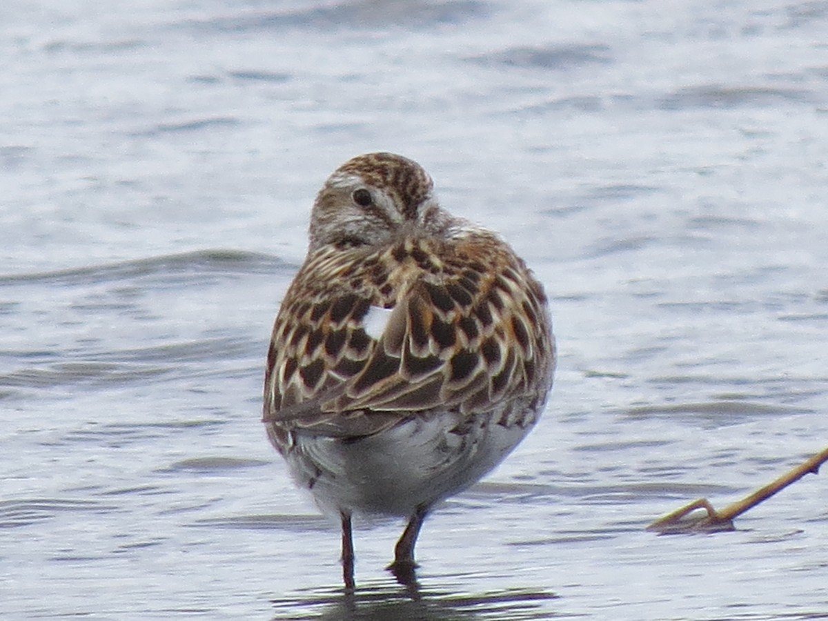 White-rumped Sandpiper - ML620266892