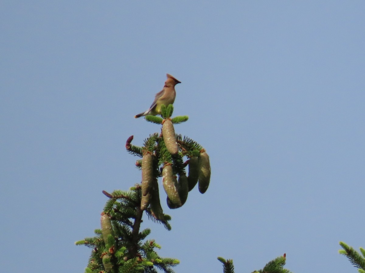 Cedar Waxwing - ML620266893