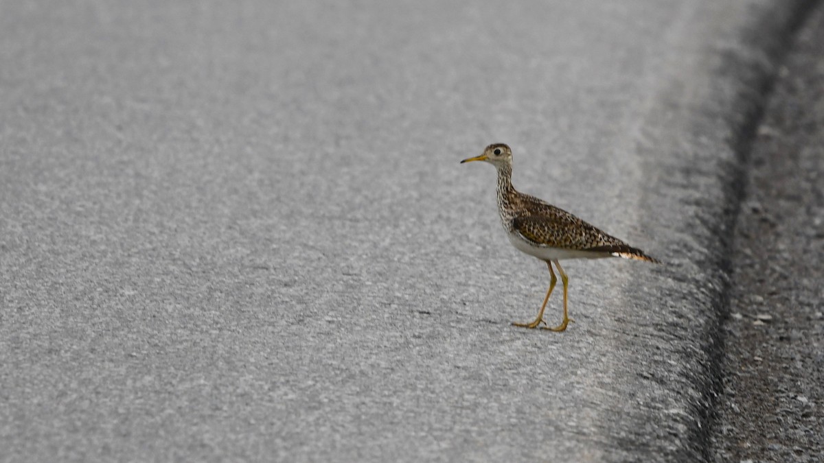 Upland Sandpiper - ML620266894