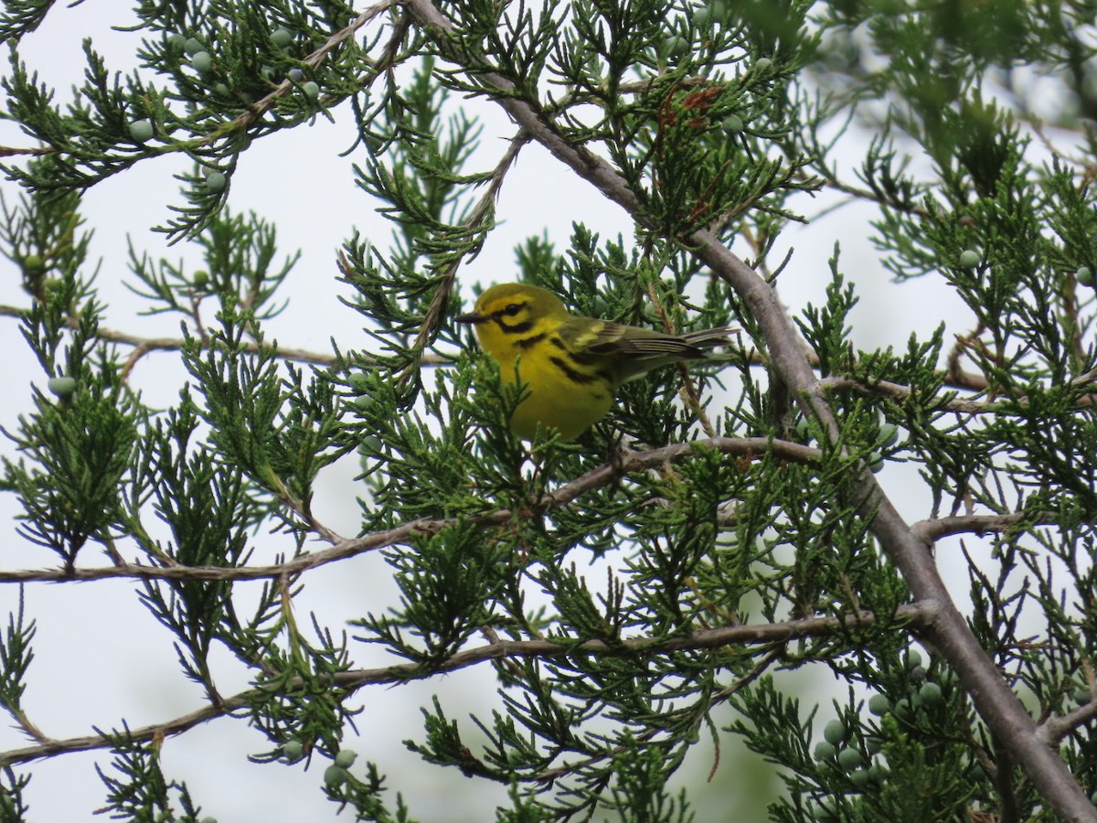 Prairie Warbler - ML620266901