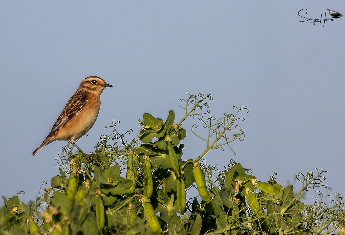 Whinchat - ML620266902
