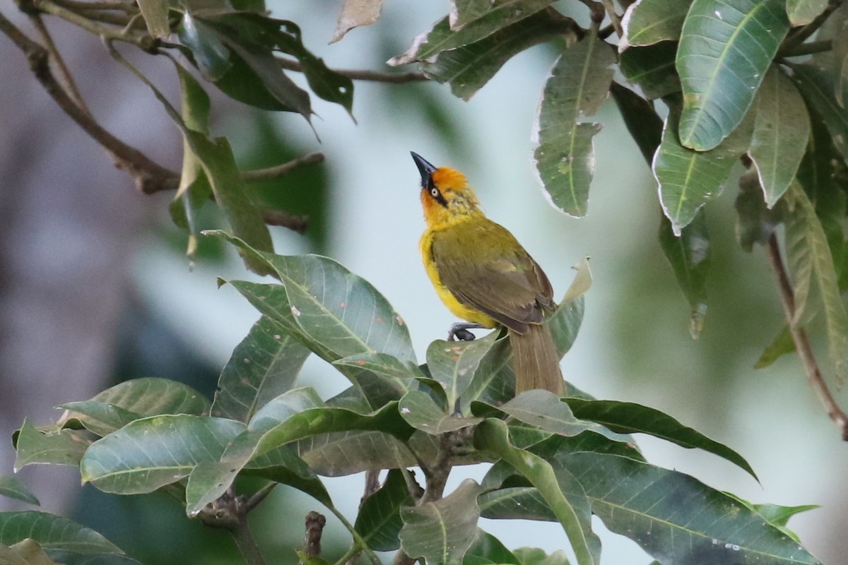 Spectacled Weaver - ML620266903