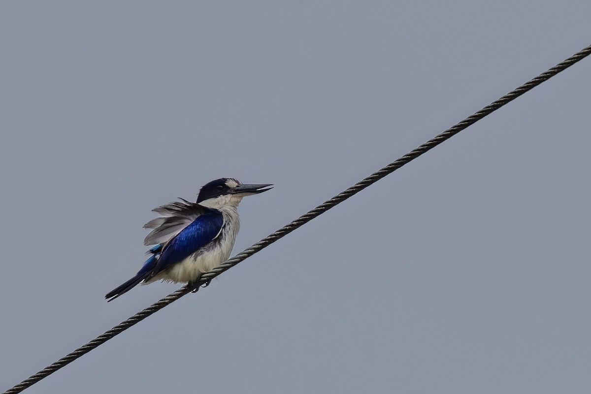 Forest Kingfisher - ML620266911