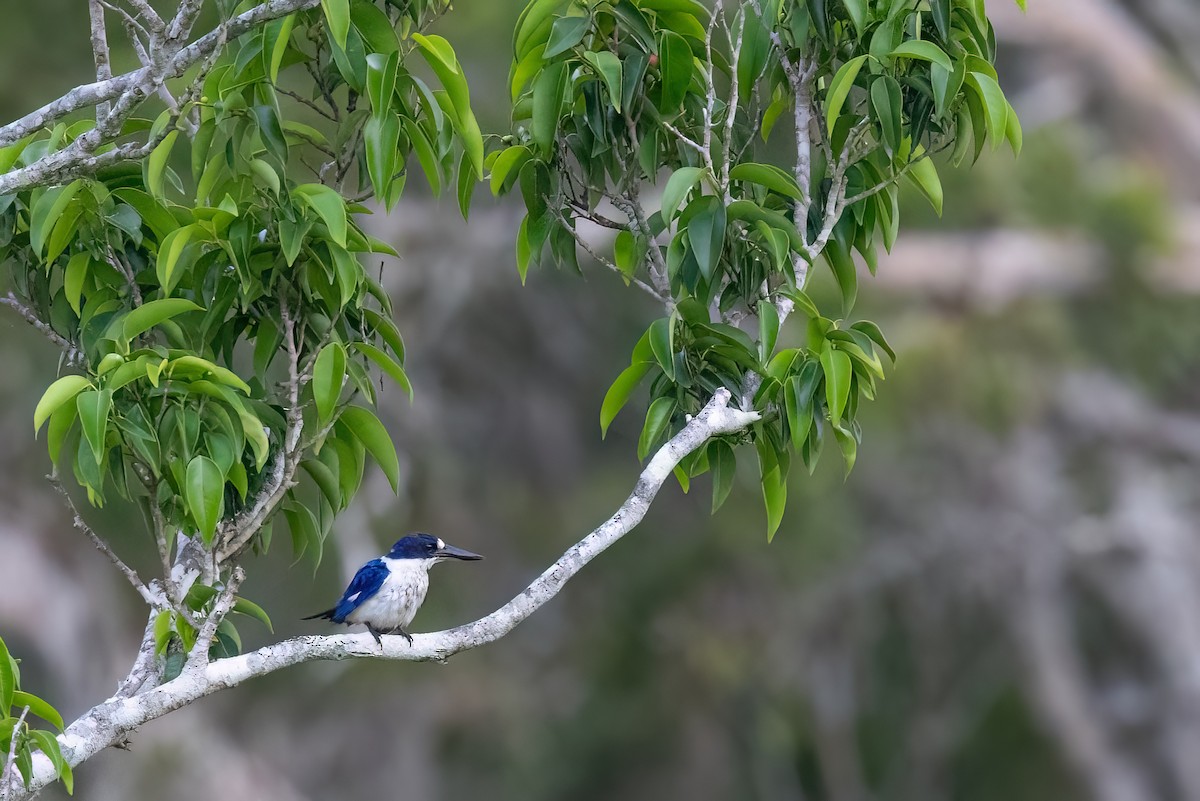 Forest Kingfisher - ML620266912