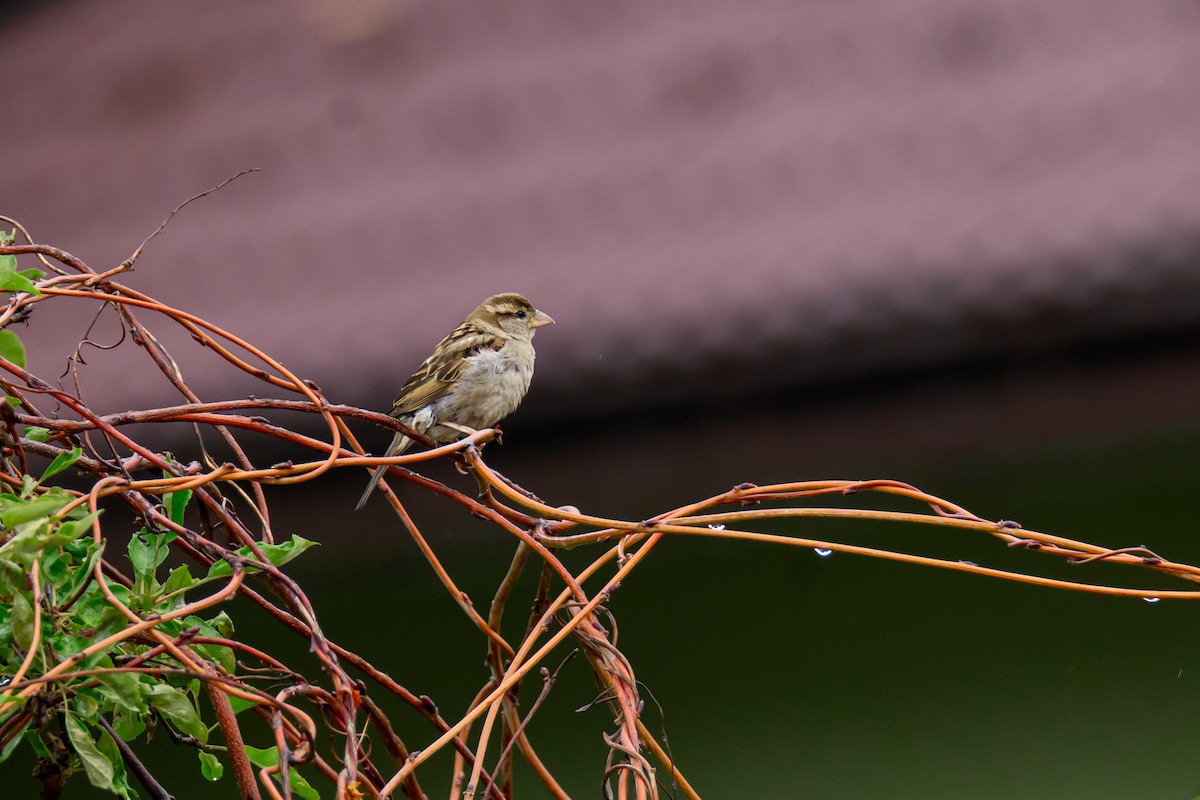 House Sparrow - Oksana Vashchuk