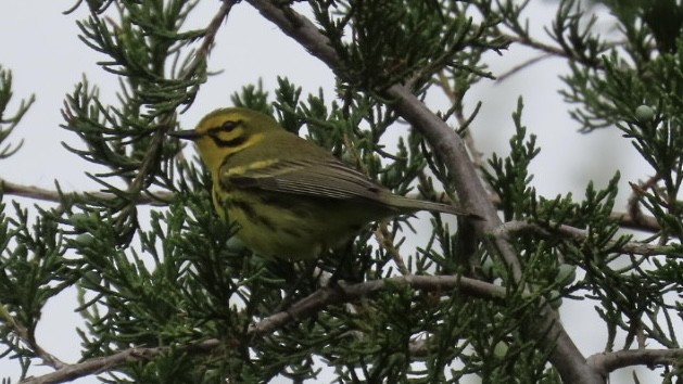 Prairie Warbler - ML620266920