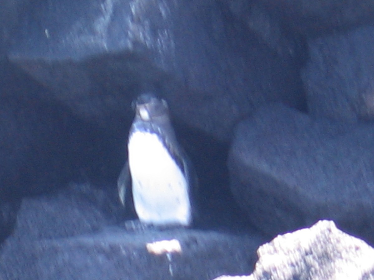 Pingüino de Galápagos - ML620266925