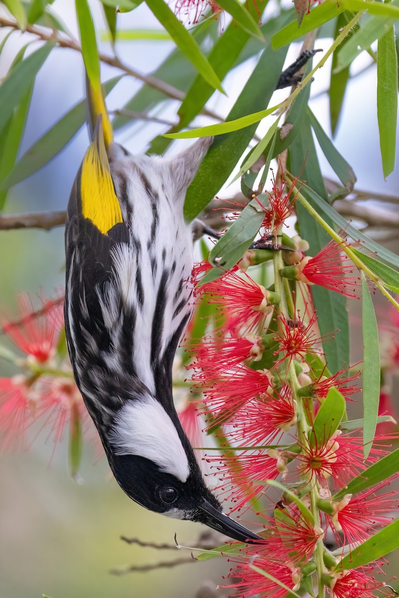 White-cheeked Honeyeater - ML620266928