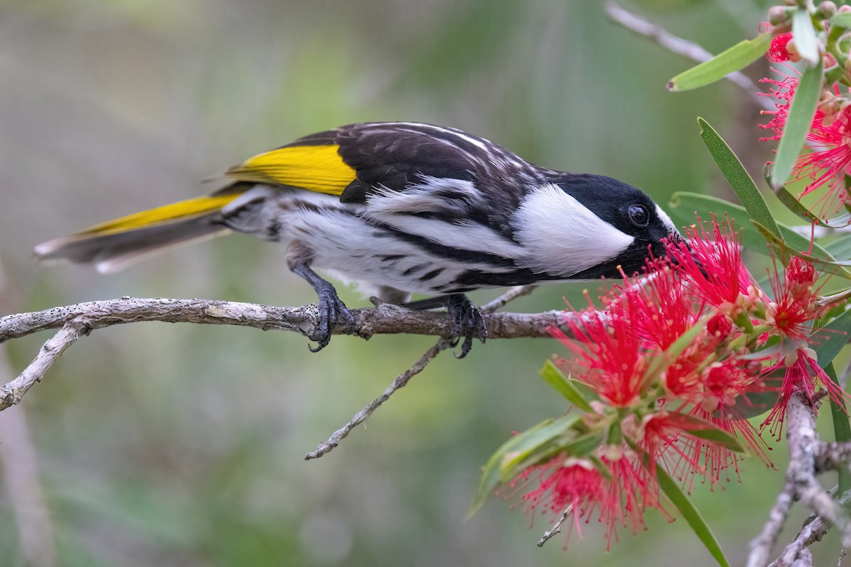 White-cheeked Honeyeater - ML620266929