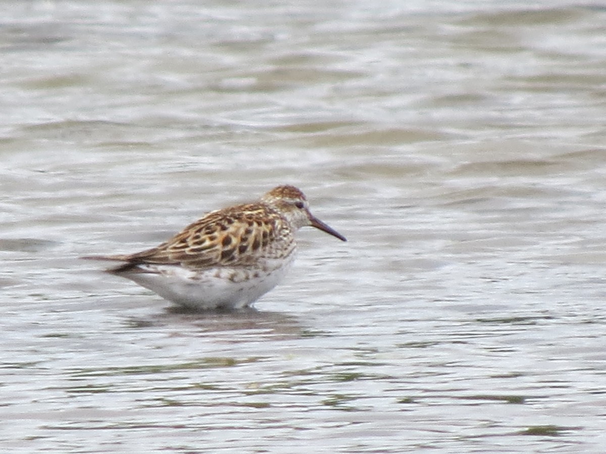 White-rumped Sandpiper - ML620266935