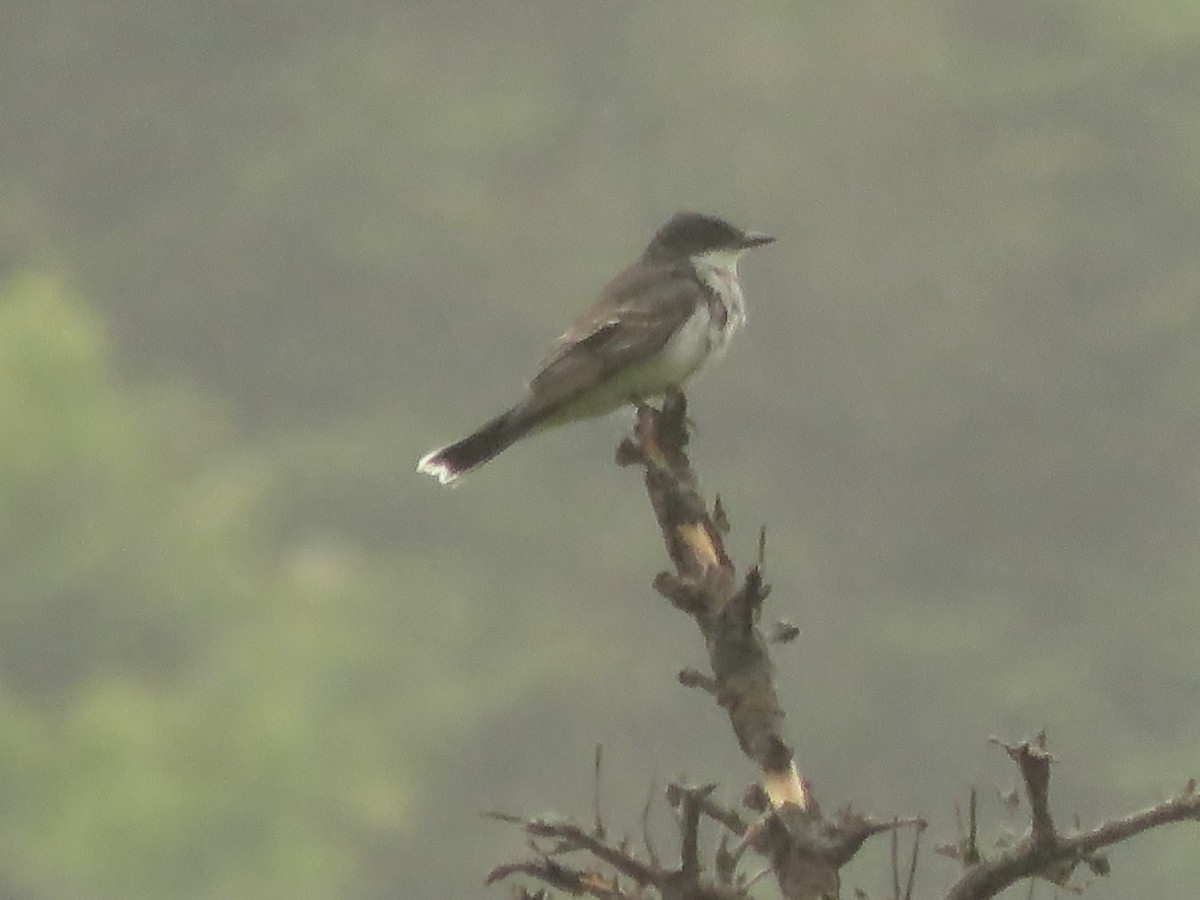 Eastern Kingbird - ML620266938