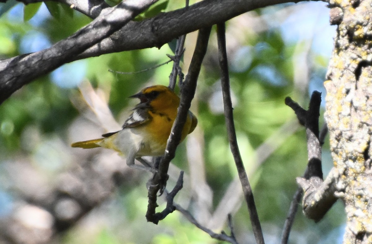 Oriole de Bullock - ML620266940