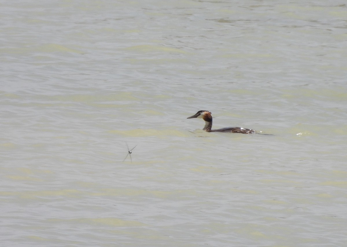 Great Crested Grebe - ML620266942