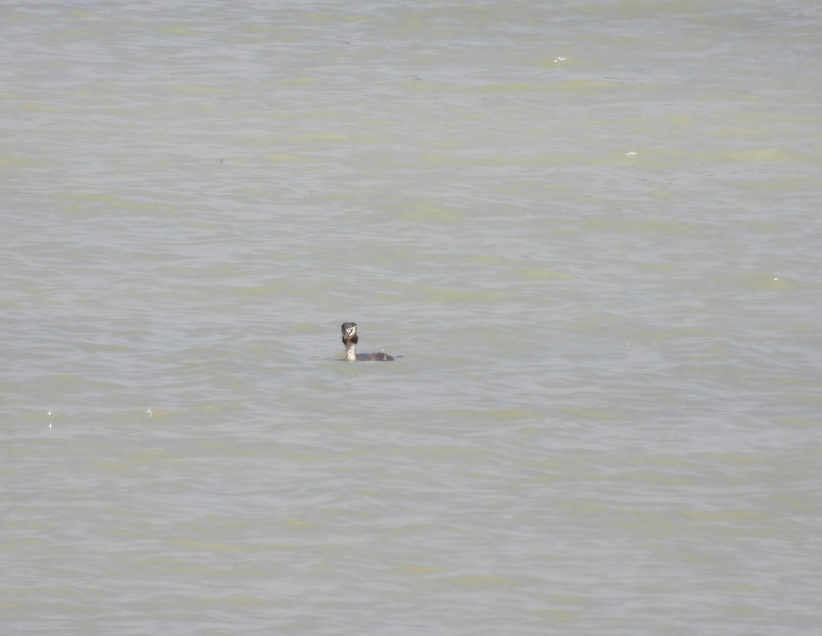 Great Crested Grebe - ML620266943